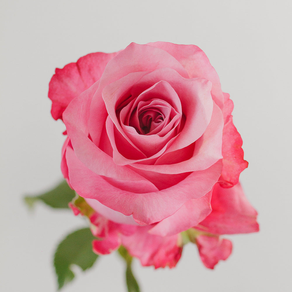 All For Love — wholesale roses
