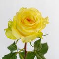 Cubana — wholesale roses