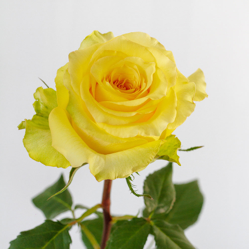 Cubana — wholesale roses