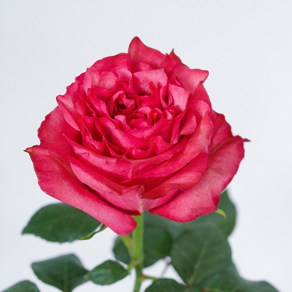 Caralinda Rose — wholesale