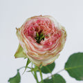 Charming Corneille — wholesale roses