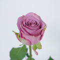 Cool Water — wholesale roses
