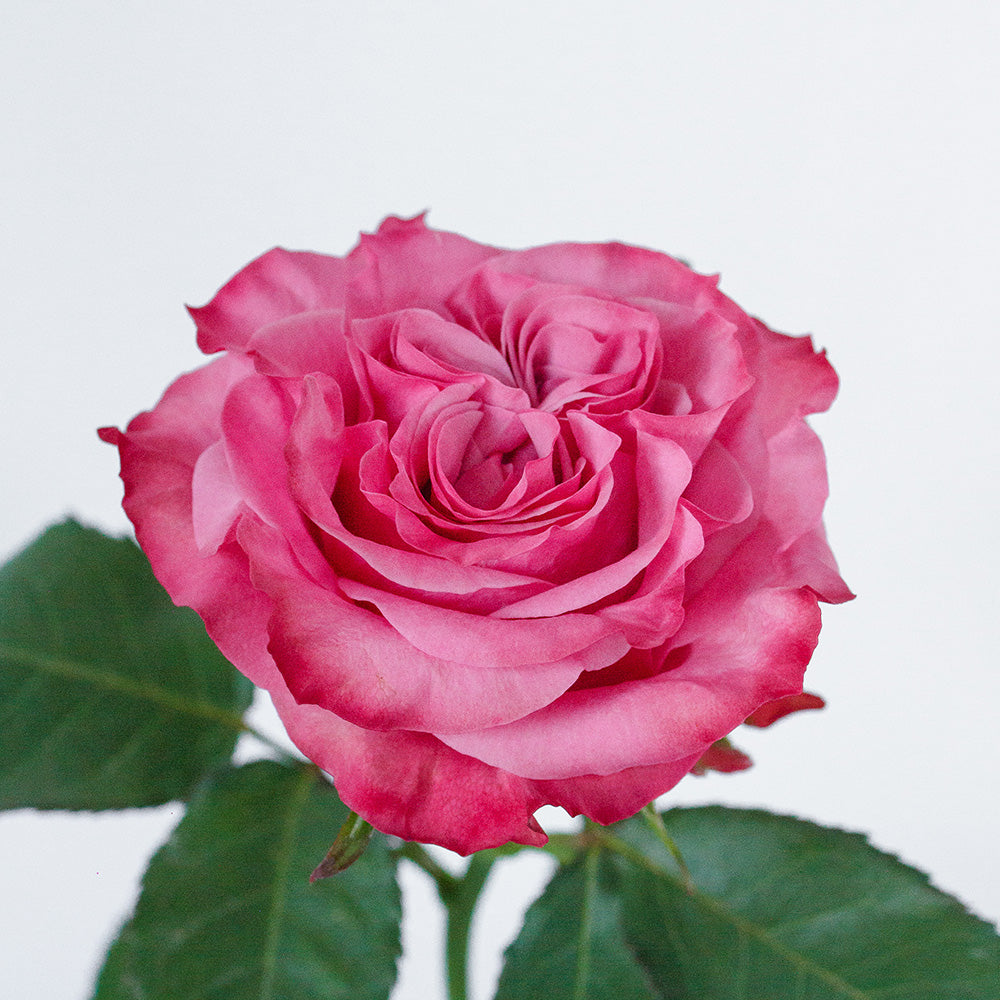 Country Blues 2 Rose — wholesale