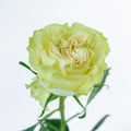 Dinamic — wholesale roses