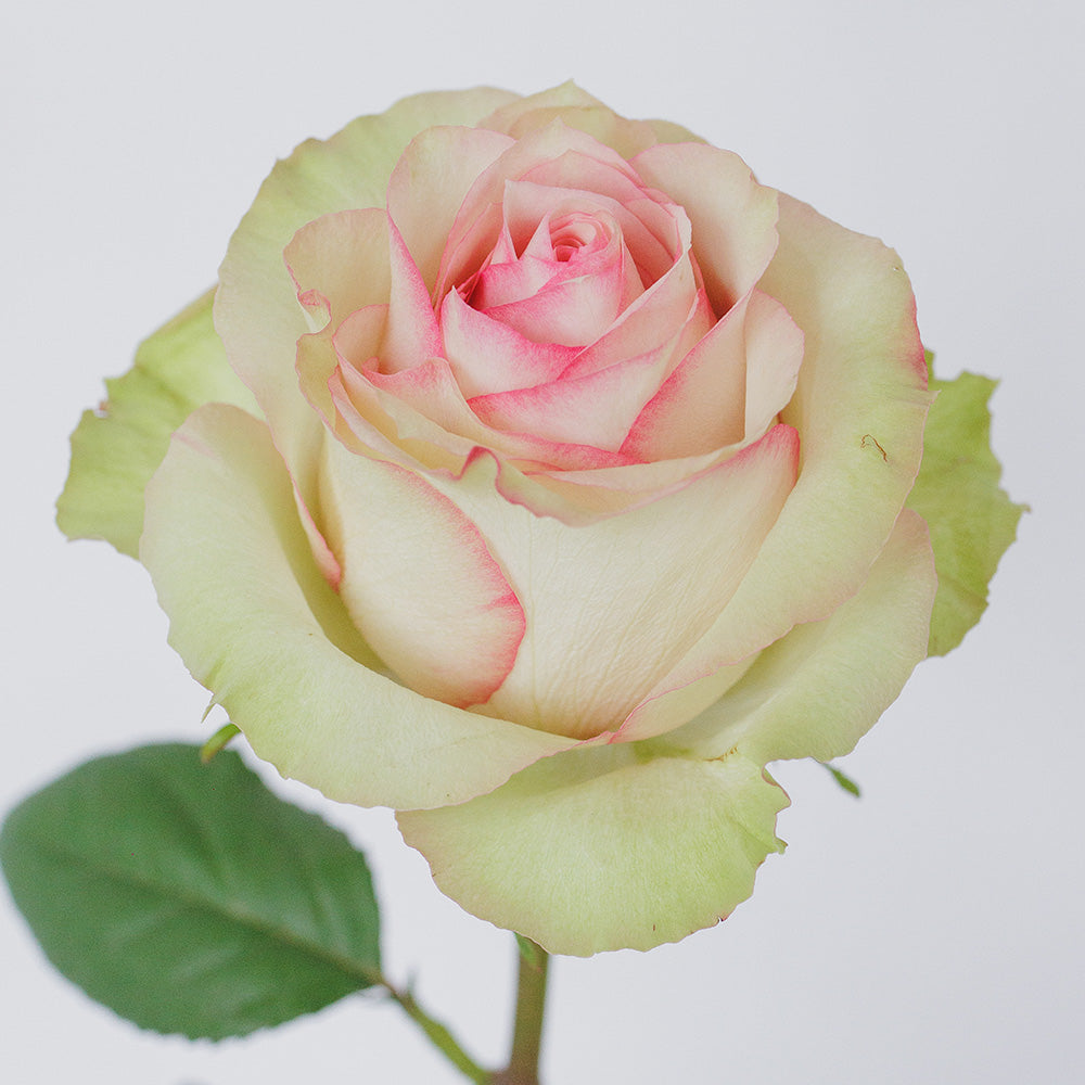 Esperance — wholesale roses