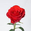 Royal Explorer — wholesale roses