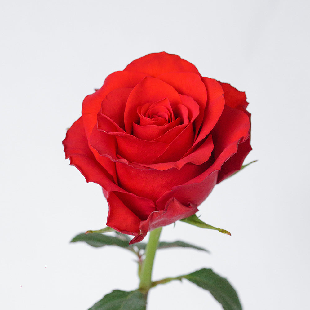 Royal Explorer — wholesale roses