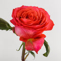 Dark X Pression 2 Rose — wholesale