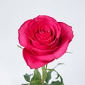 Hot Spot — wholesale roses