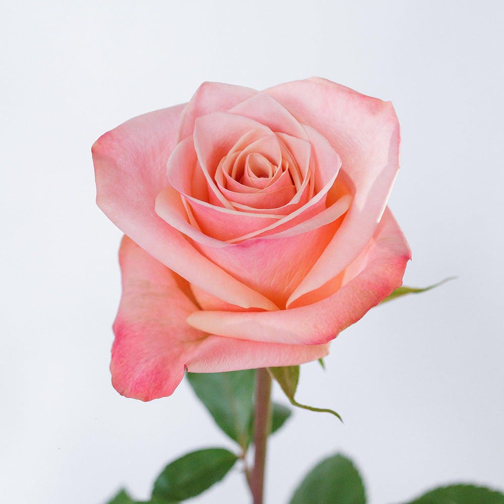 La Habana — wholesale roses