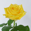 Light House Rose — wholesale
