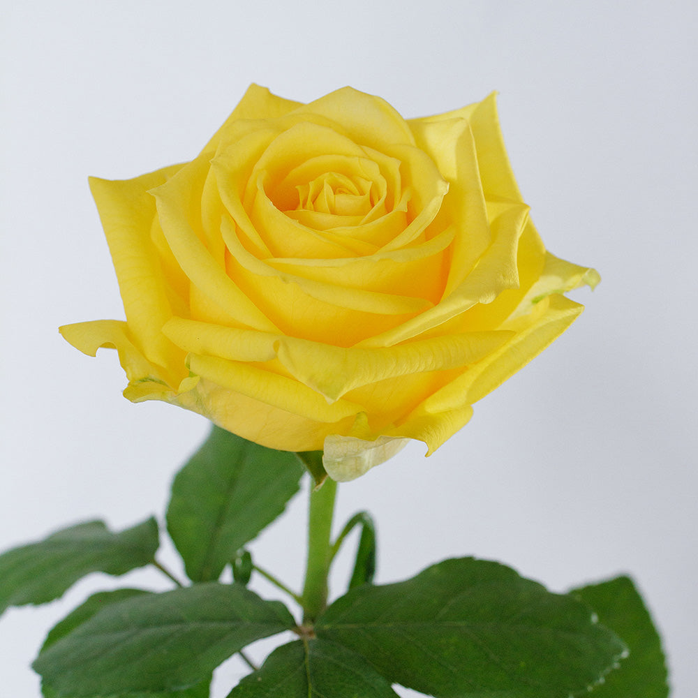 Light House Rose — wholesale