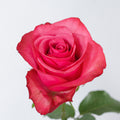 Lola — wholesale roses
