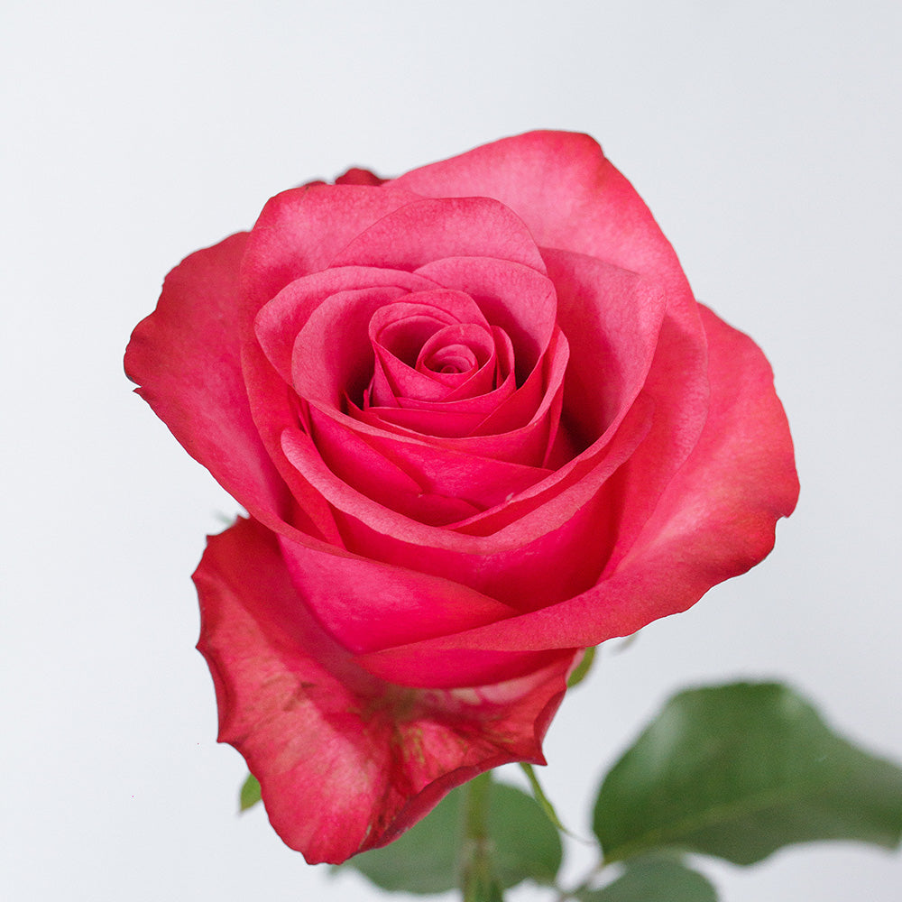 Lola — wholesale roses