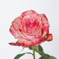 Magic Times — wholesale roses