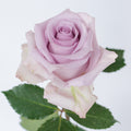 Ocean Song — wholesale roses