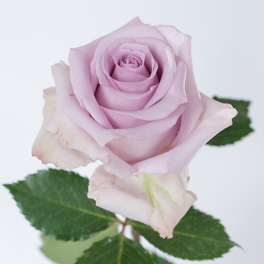 Ocean Song — wholesale roses