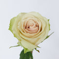 Pompei Rose — wholesale