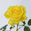 Regata — wholesale roses