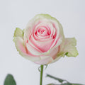Rosita Vendela — wholesale roses