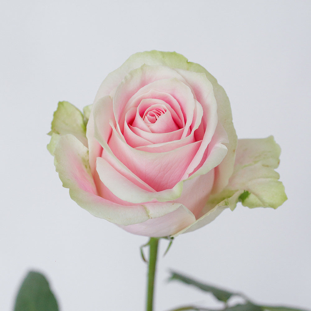 Rosita Vendela — wholesale roses