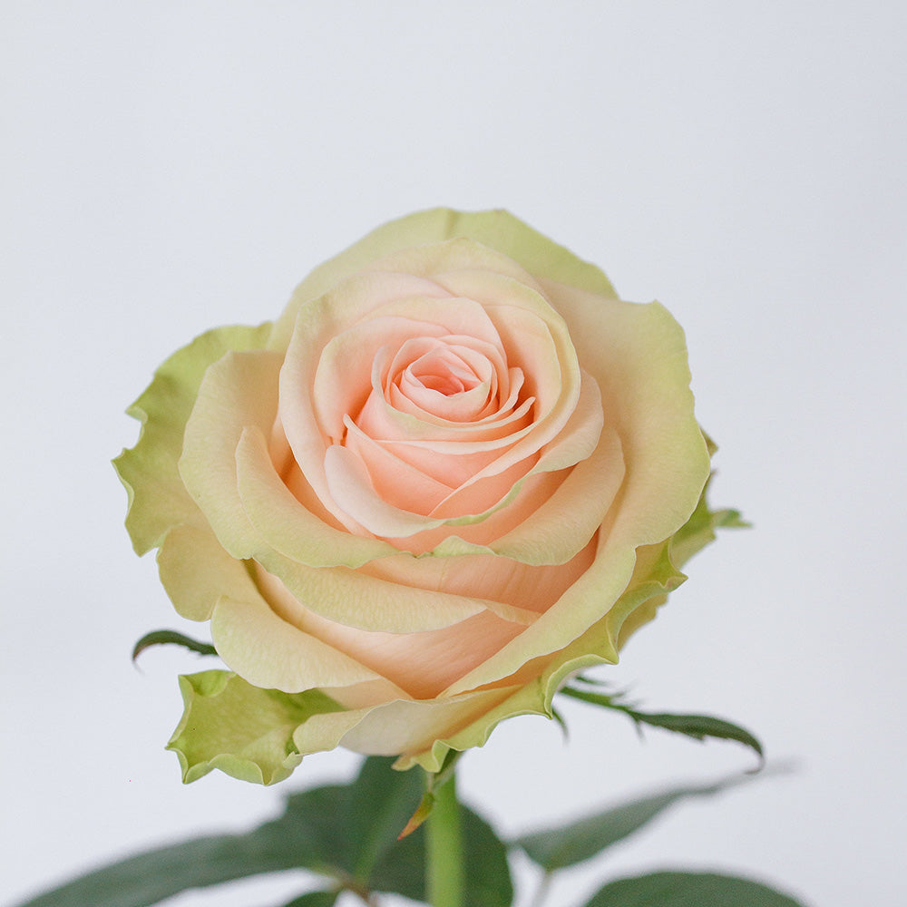 Salma — wholesale roses