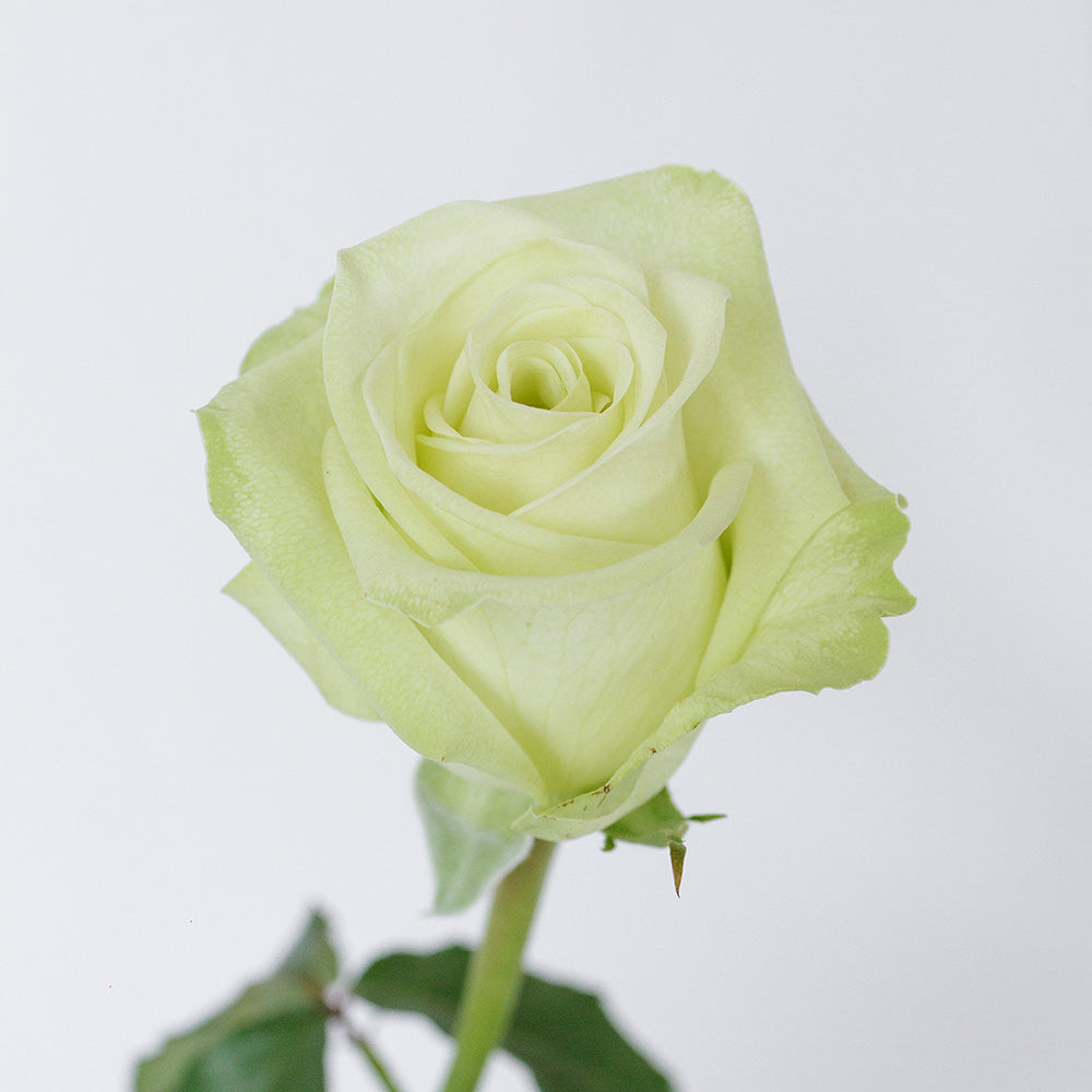 Sonata Rose — wholesale