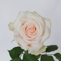 Suspiro — wholesale roses