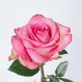 Sweet Memory — wholesale roses