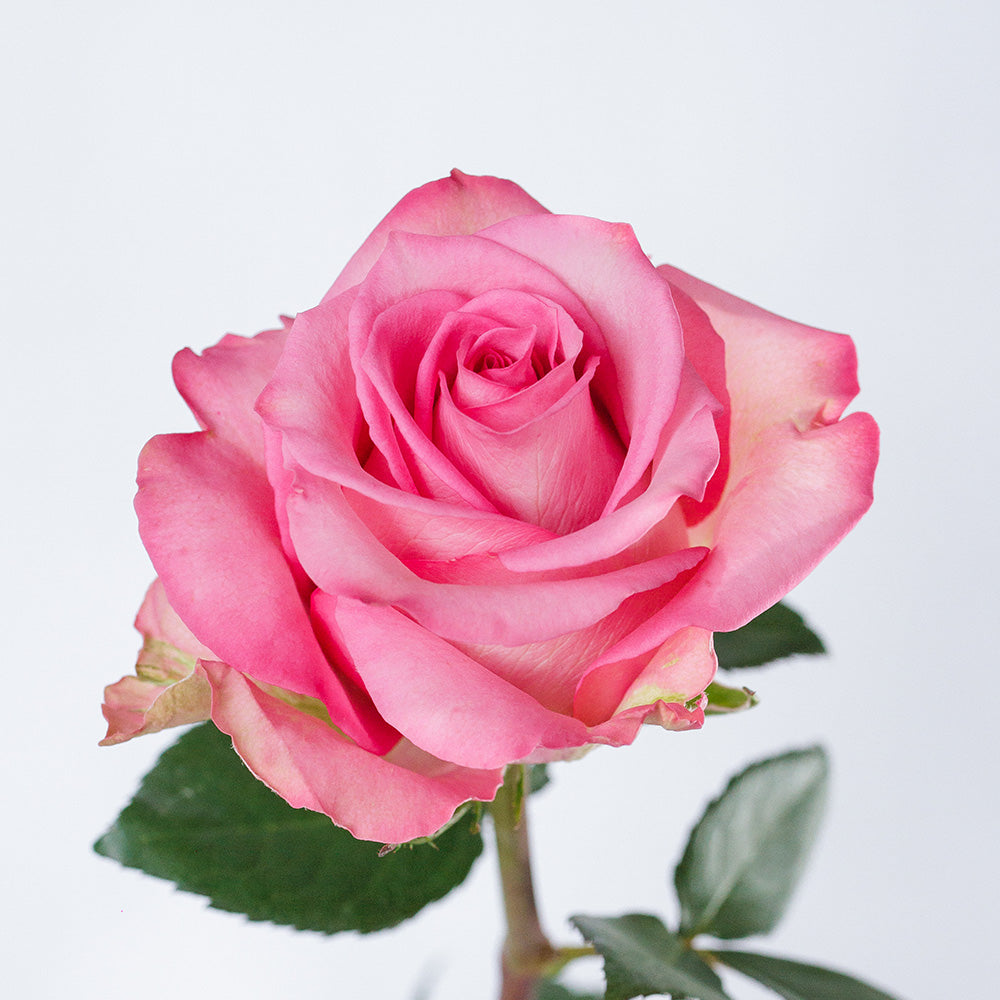 Sweet Memory — wholesale roses