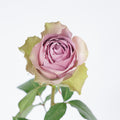 Tiara 2 Rose — wholesale