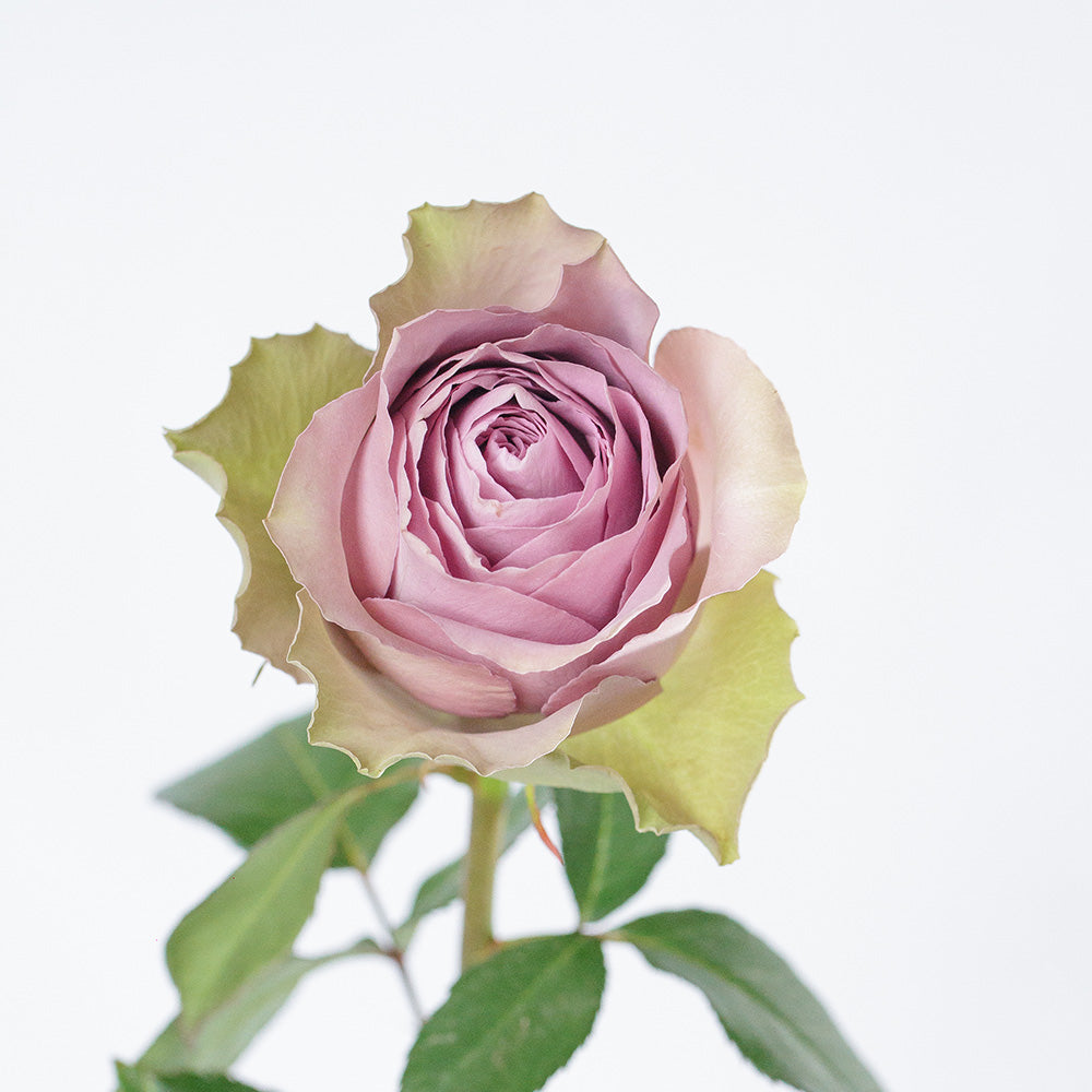 Tiara 2 Rose — wholesale