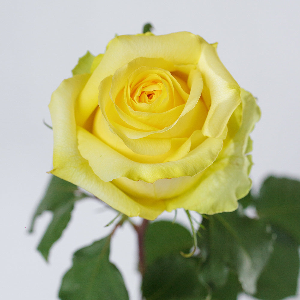 Tara — wholesale roses