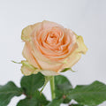 Tifany — wholesale roses