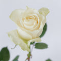 Vendela — wholesale roses