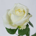 Whipped Cream 2 Rose — wholesale