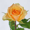Alquimia — wholesale roses