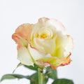 Aubade — wholesale roses