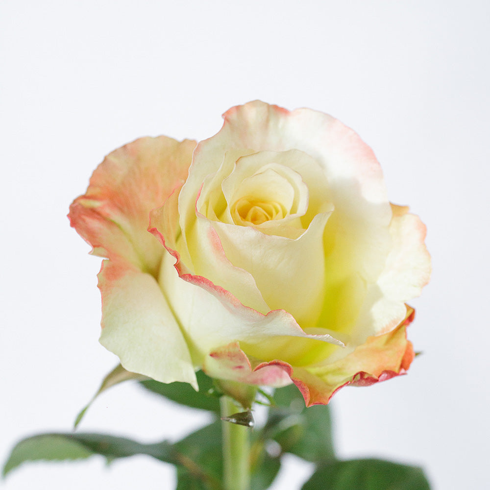 Aubade — wholesale roses