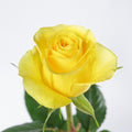 Brighton Yellow Rose — wholesale
