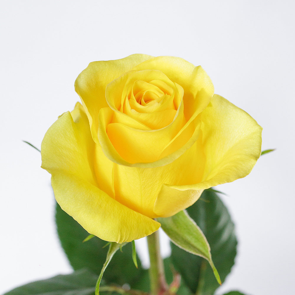 Brighton Yellow Rose — wholesale