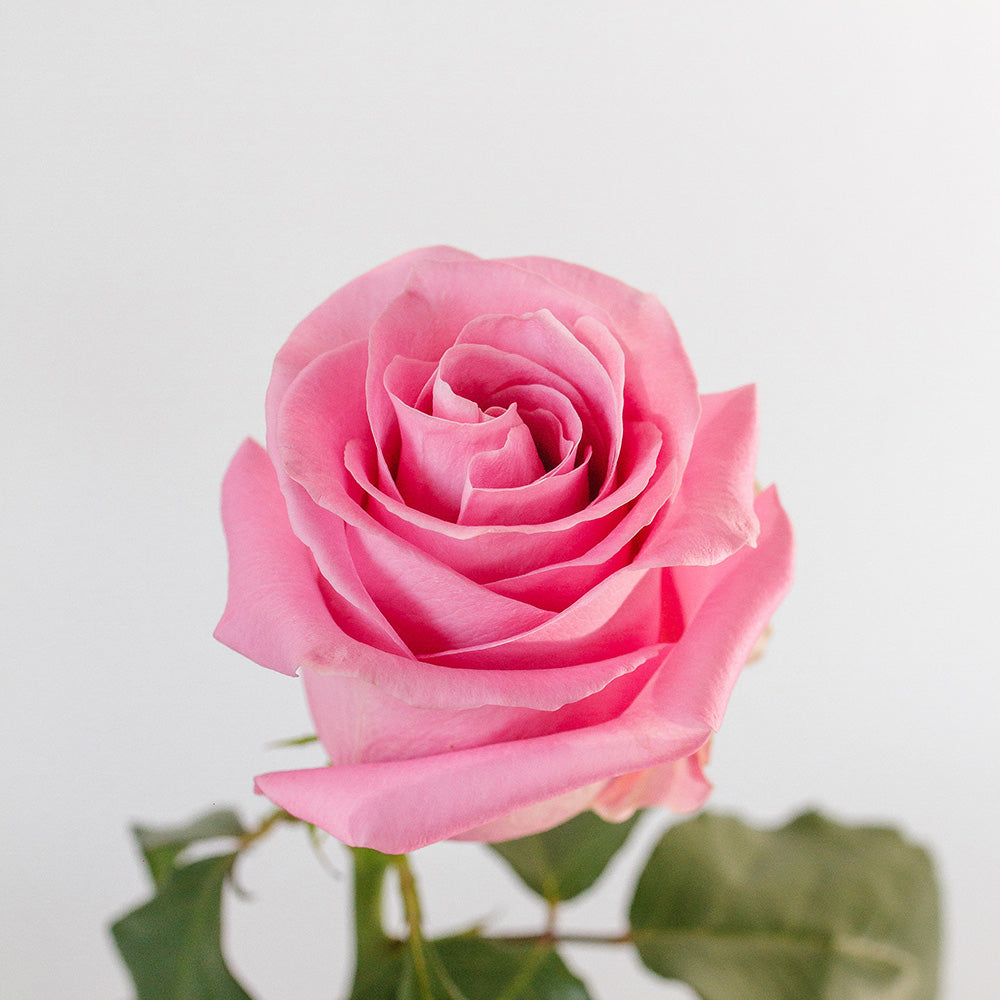 Famous — wholesale roses