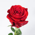 Devotion — wholesale roses
