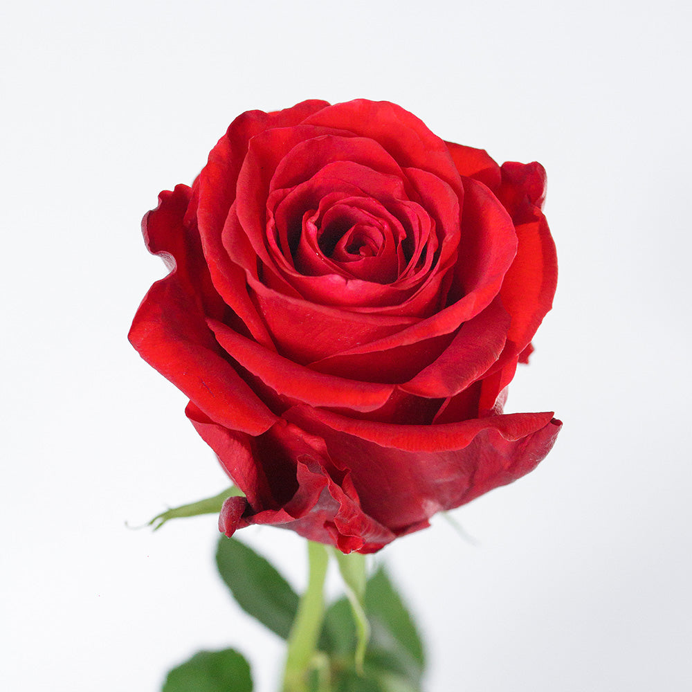 Devotion — wholesale roses