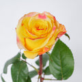 Easy Fashion — wholesale roses