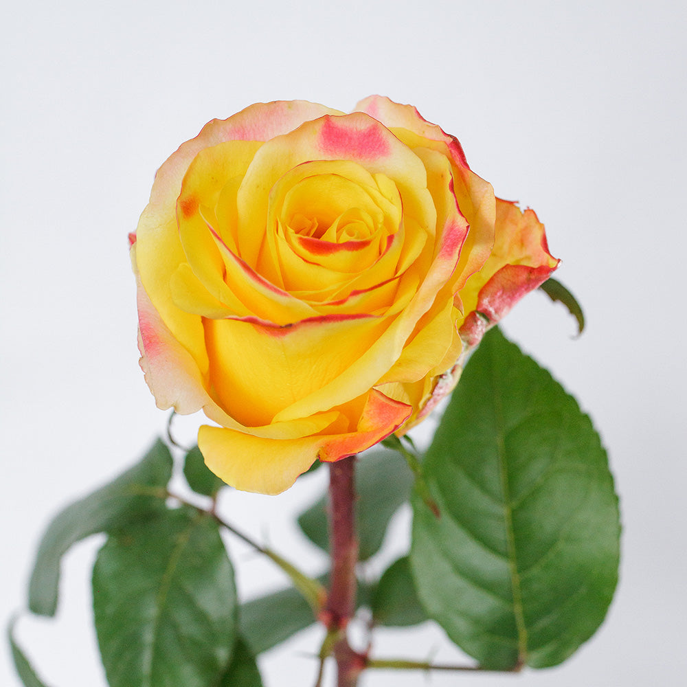 Easy Fashion — wholesale roses