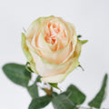 Garden Spirit — wholesale roses