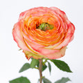 Houdini 2 Rose — wholesale