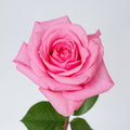 Martina Pink — wholesale roses