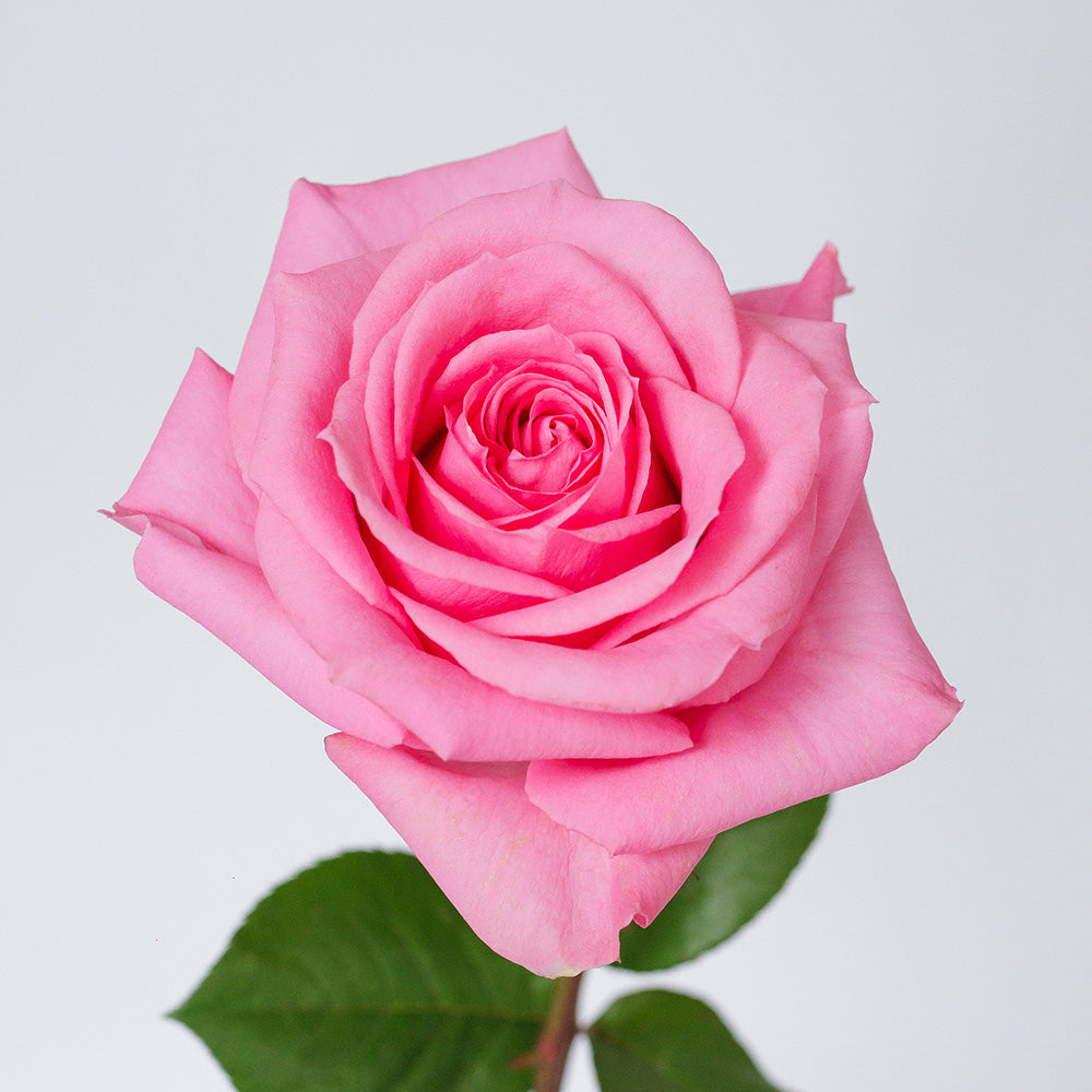 Martina Pink — wholesale roses